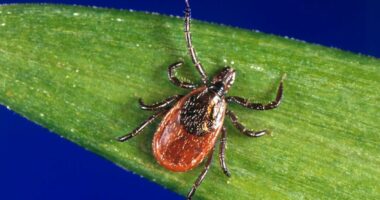 Experts warn of rising tick-borne illness that is more of a threat than Lyme disease