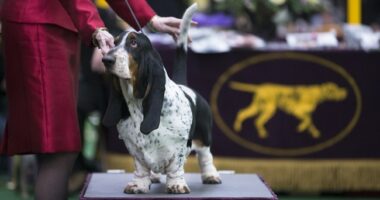 Feel-Good Friday: Autistic Boy Who Wandered Away Found Safe, Thanks to K-9 Hero 'Hoot' the Hound Dog