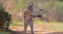 'Flying Rodent' photo of lynx wins Wildlife Photographer of the Year award