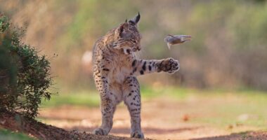 'Flying Rodent' photo of lynx wins Wildlife Photographer of the Year award
