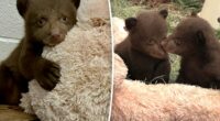 Fur suits and strange masks: How handlers are helping orphaned bear cubs after Monrovia attack