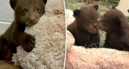 Fur suits and strange masks: How handlers are helping orphaned bear cubs after Monrovia attack