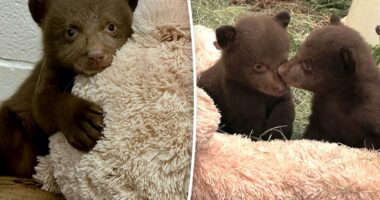Fur suits and strange masks: How handlers are helping orphaned bear cubs after Monrovia attack