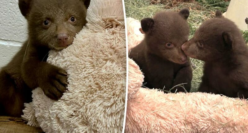 Fur suits and strange masks: How handlers are helping orphaned bear cubs after Monrovia attack