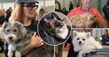 Greece launches an animal airlift to evacuate pets and their owners from the Mideast