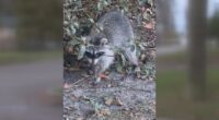 Green Cove Springs police warn dog owners about recent distemper cases in raccoons