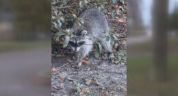 Green Cove Springs police warn dog owners about recent distemper cases in raccoons