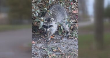 Green Cove Springs police warn dog owners about recent distemper cases in raccoons