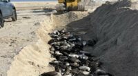 Hamptons locals' fury as bird flu geese buried in MASS GRAVE on beach