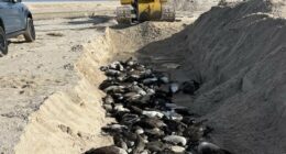 Hamptons locals' fury as bird flu geese buried in MASS GRAVE on beach