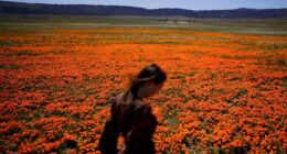 Health alert: Welcome to allergy season. Here's how to protect yourself