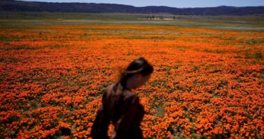 Health alert: Welcome to allergy season. Here's how to protect yourself