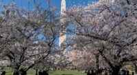 Here's when the cherry blossoms are forecast to peak on the National Mall