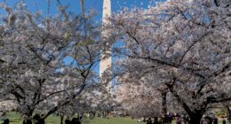 Here's when the cherry blossoms are forecast to peak on the National Mall