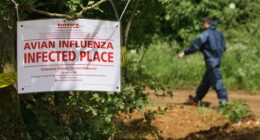 Highway shut down after waste truck carrying dead bird flu ducks crashes in northern Indiana