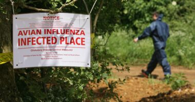 Highway shut down after waste truck carrying dead bird flu ducks crashes in northern Indiana