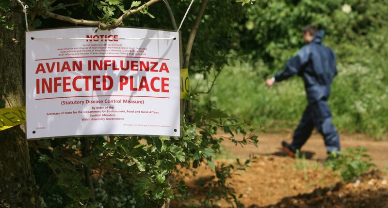 Highway shut down after waste truck carrying dead bird flu ducks crashes in northern Indiana