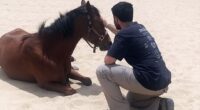Horses help heal soldiers amid Israel’s mounting PTSD crisis after Oct 7 attacks