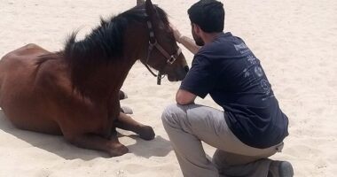 Horses help heal soldiers amid Israel’s mounting PTSD crisis after Oct 7 attacks