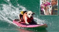 Huntington Beach Rescue, Sugar the Surfing Dog, dead after cancer battle