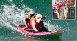 Huntington Beach Rescue, Sugar the Surfing Dog, dead after cancer battle