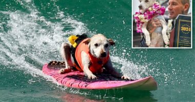 Huntington Beach Rescue, Sugar the Surfing Dog, dead after cancer battle