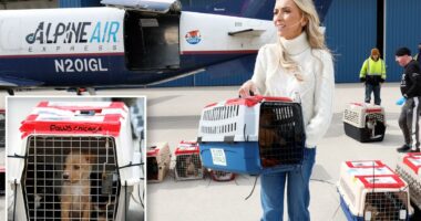 LA shelter dogs arrive in Chicago to avoid euthanasia after massive animal seizure