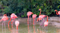 Las Vegas Tourist Allegedly Choked Flamingos While Laughing