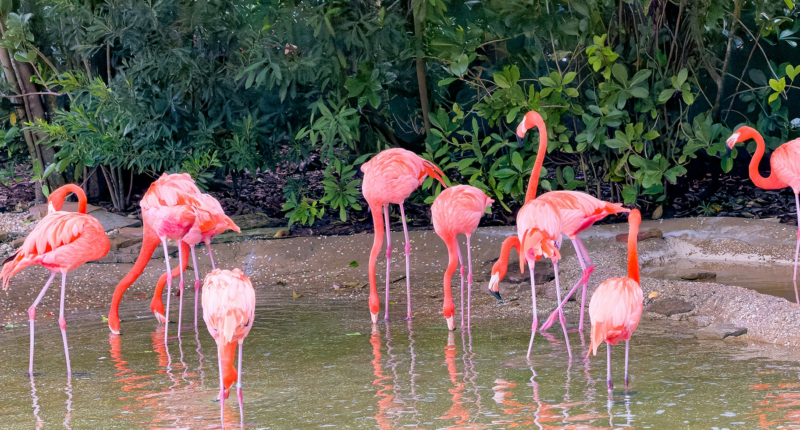 Las Vegas Tourist Allegedly Choked Flamingos While Laughing