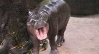 Man arrested after climbing into pygmy hippo Moo Deng's enclosure at Thai zoo