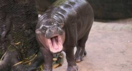 Man arrested after climbing into pygmy hippo Moo Deng's enclosure at Thai zoo
