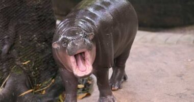 Man arrested after climbing into pygmy hippo Moo Deng's enclosure at Thai zoo