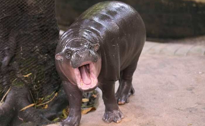 Man arrested after climbing into pygmy hippo Moo Deng's enclosure at Thai zoo