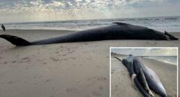 Massive 40-foot whale carcass washes up on NYC beach