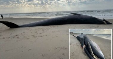 Massive 40-foot whale carcass washes up on NYC beach