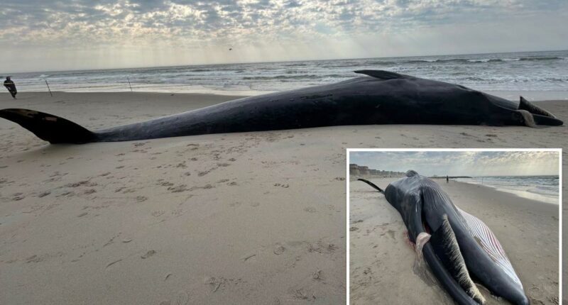 Massive 40-foot whale carcass washes up on NYC beach