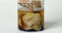 Meat showered from the sky in Kentucky. Scientists say they know why