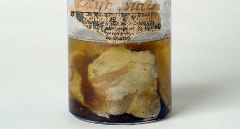 Meat showered from the sky in Kentucky. Scientists say they know why