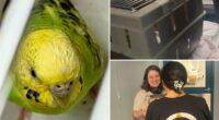 Mei Mei the parakeet finds forever home after life on run in NYC