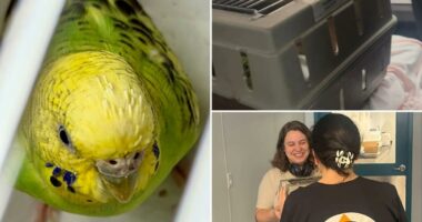Mei Mei the parakeet finds forever home after life on run in NYC