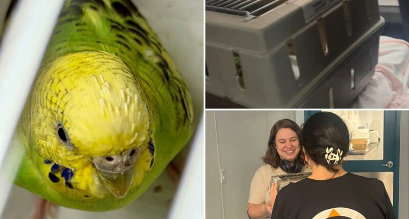 Mei Mei the parakeet finds forever home after life on run in NYC