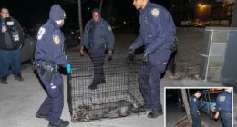 NYC cop shoots, kills pit bull mauling woman in Queens