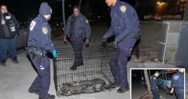 NYC cop shoots, kills pit bull mauling woman in Queens
