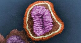 The influenza virus as seen under a microscope.