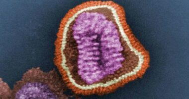 The influenza virus as seen under a microscope.