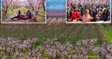 'Never seen anything like this before'