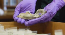 New studies of ancient dogs help scientists understand origin of humanity's closest companion