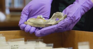 New studies of ancient dogs help scientists understand origin of humanity's closest companion