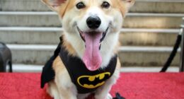 No Way: Brave Corgi Leads Pack of Stolen Dogs 11 Miles Along a Busy Chinese Freeway Back to Their Homes