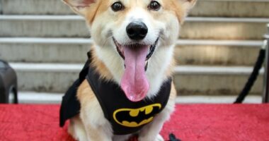 No Way: Brave Corgi Leads Pack of Stolen Dogs 11 Miles Along a Busy Chinese Freeway Back to Their Homes